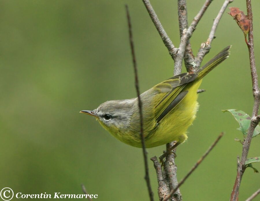 Grey-hooded Warbleradult breeding