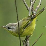 Grey-hooded Warbler