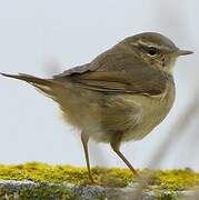 Dusky Warbler