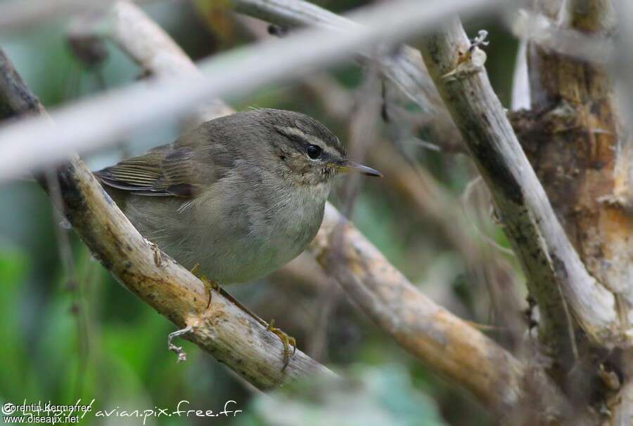 Dusky Warbleradult, identification