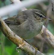 Dusky Warbler