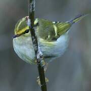 Pallas's Leaf Warbler