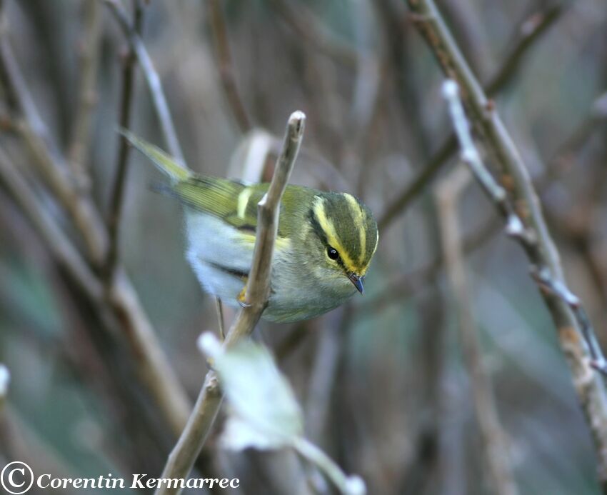 Pallas's Leaf Warbleradult post breeding