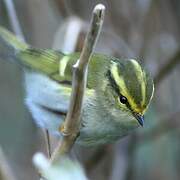 Pallas's Leaf Warbler