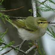 Wood Warbler