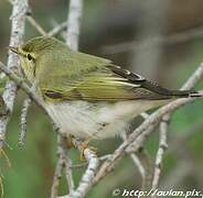 Wood Warbler