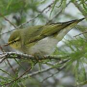 Wood Warbler