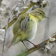 Common Chiffchaff