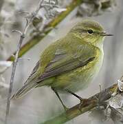 Common Chiffchaff