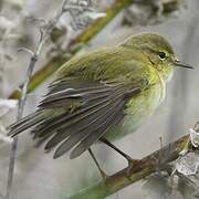 Common Chiffchaff