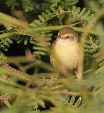 Prinia modeste