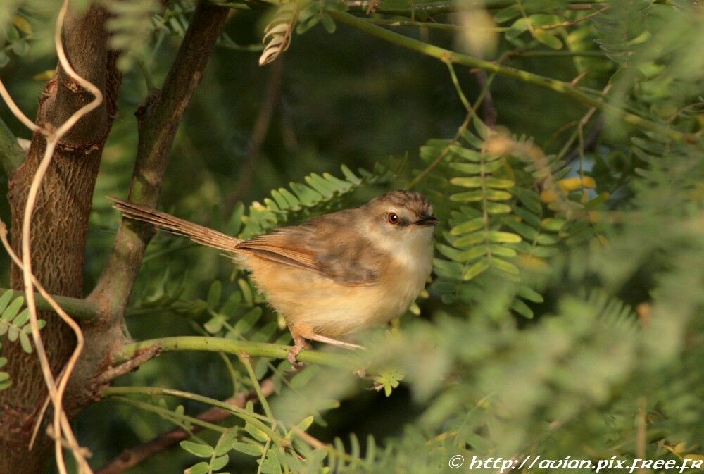 Tawny-flanked Prinia