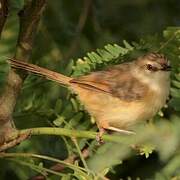 Tawny-flanked Prinia