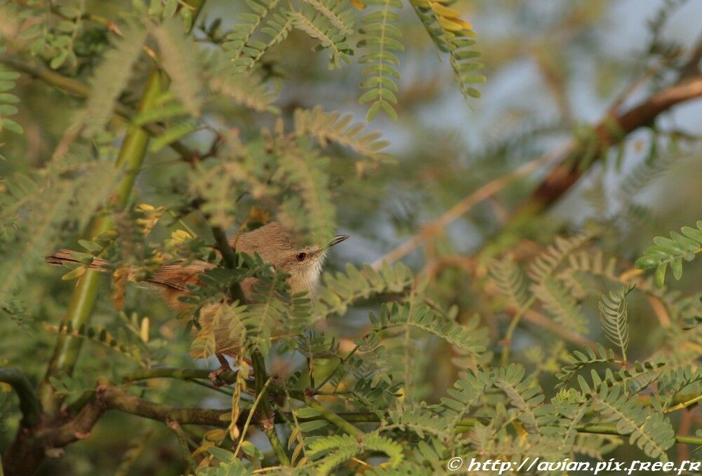 Tawny-flanked Prinia