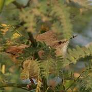 Tawny-flanked Prinia