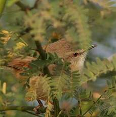 Prinia modeste