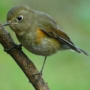 Robin à flancs roux