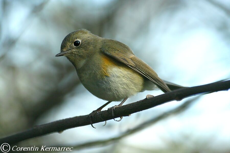 Robin à flancs roux mâle