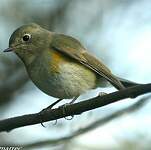 Robin à flancs roux