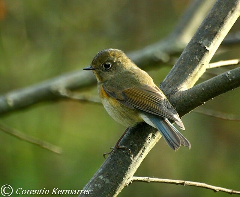 Red-flanked Bluetail male First year