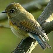 Red-flanked Bluetail