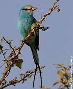 Abyssinian Roller