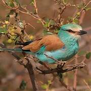 Abyssinian Roller