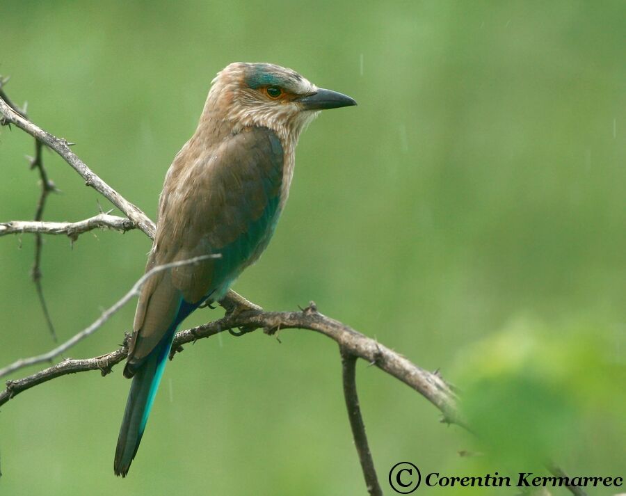 Indian Rolleradult breeding