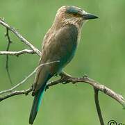 Indian Roller