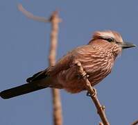 Purple Roller