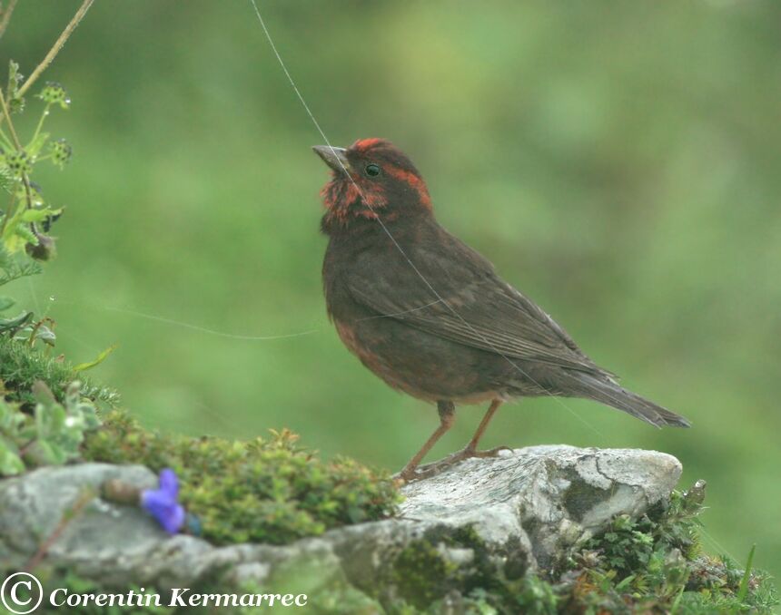 Dark-breasted Rosefinch male adult breeding