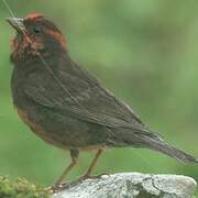 Dark-breasted Rosefinch