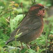 Dark-breasted Rosefinch