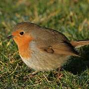 European Robin