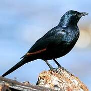 Red-winged Starling