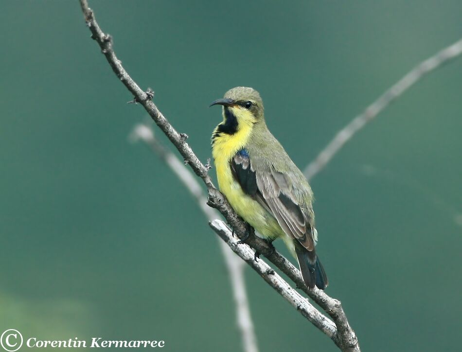 Purple Sunbird male adult