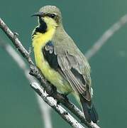 Purple Sunbird