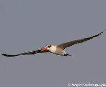 Caspian Tern