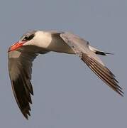 Caspian Tern