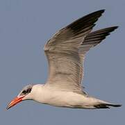 Caspian Tern