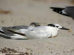 Sandwich Tern