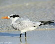 Royal Tern