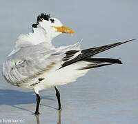 Royal Tern