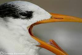 Royal Tern