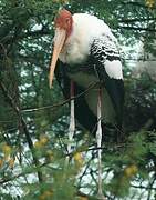 Painted Stork