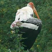 Painted Stork