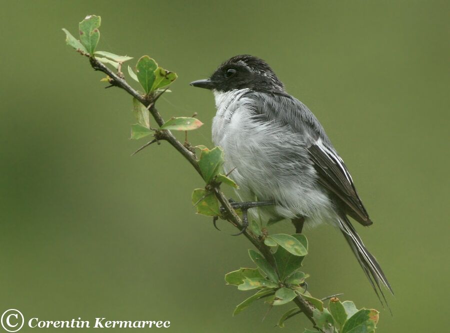 Grey Bush Chat male adult breeding