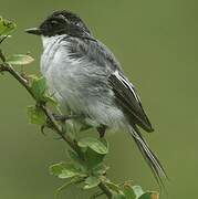 Grey Bush Chat