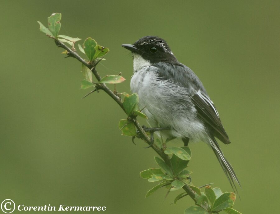 Grey Bush Chat male adult breeding