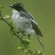 Grey Bush Chat